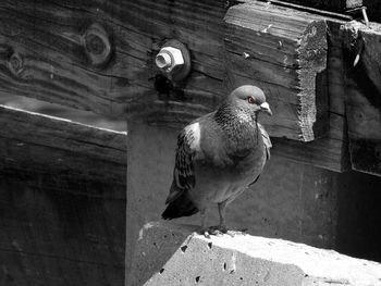 Low angle view of bird perching on wall