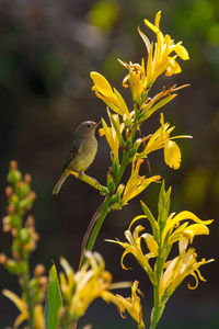 Close-up of bird perching on yellow flower