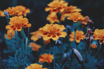 Close-up of yellow flowering plants