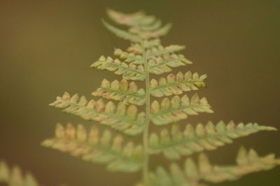 Close-up of fresh green leaves