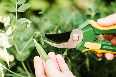 Close-up of hand holding leaf