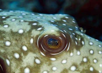 Close-up of fish swimming in sea