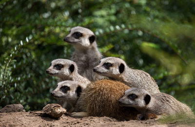 Close-up of meerkats at zoo