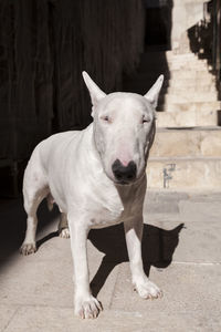 Close-up of dog looking at camera