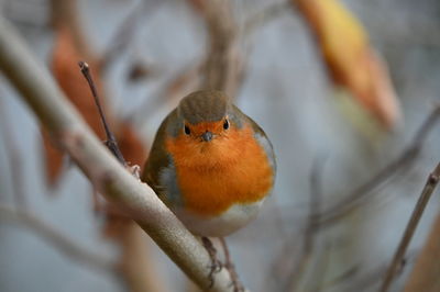 Close-up of bird perching on branch