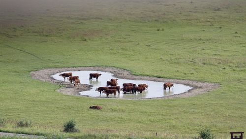 Cows grazing in a field