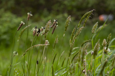 Close-up of meadow