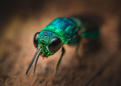 Close-up of fly