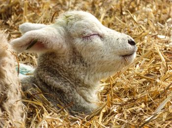 Lamb sleeping on straw