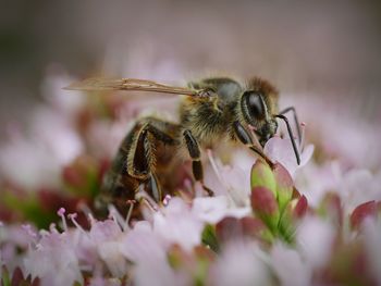 Close-up of bee pollinating on flower