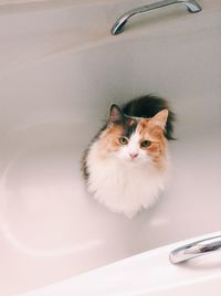 Portrait of cat in bath
