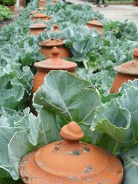 Close-up of fresh plants