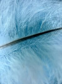 Close-up of feather