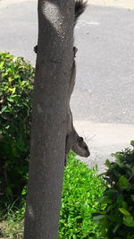 Close-up of lizard on tree trunk