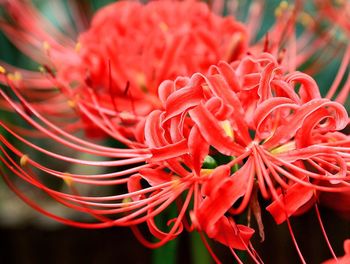 Close-up of red flowers blooming outdoors