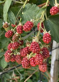 Close-up of strawberries
