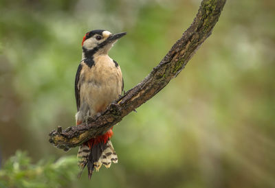 Close-up of bird perching on branch