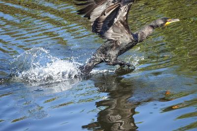 Bird flying over lake