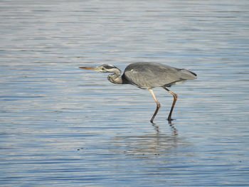 Side view of gray heron in lake
