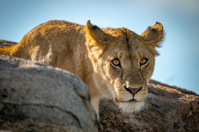 Portrait of big cat on rock against sky