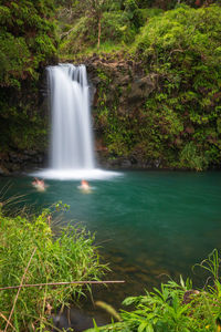 Scenic view of waterfall in forest