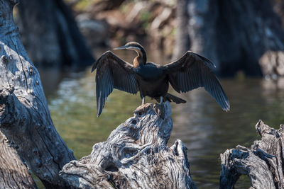 Close-up of bird perching on wood