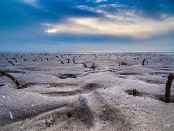 Flock of birds on beach against sky