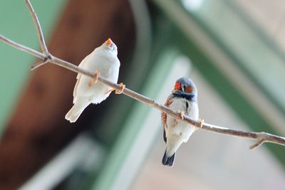 Low angle view of penguin zebra finches perching on twig at weltvogelpark walsrode