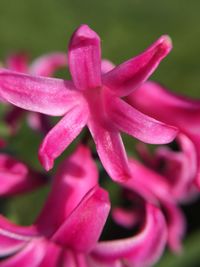 Close-up of pink flowering plant