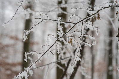 Close-up of snow on branch