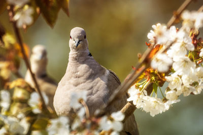 Close-up of white bird perching on flower