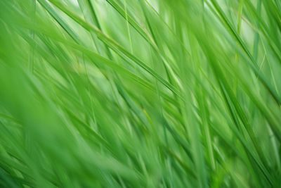 Full frame shot of fresh green leaf