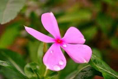 Close-up of pink frangipani blooming outdoors