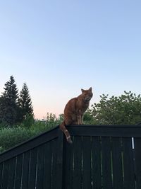 Portrait of cat sitting against clear sky