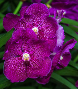 Close-up of purple flowers blooming outdoors