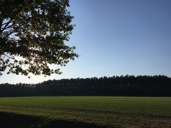 Scenic view of field against clear sky