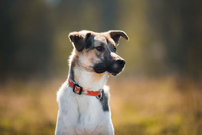 Close-up of dog looking away