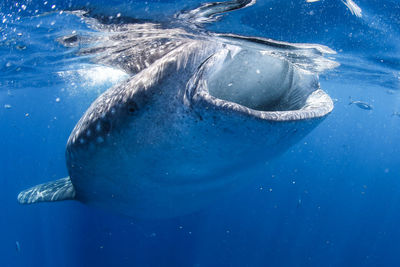 Fish swimming in sea