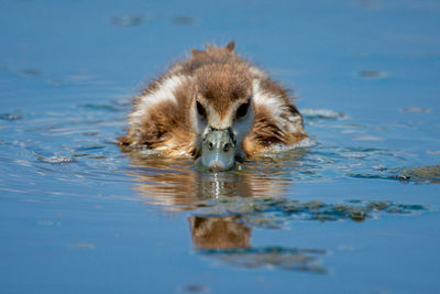 Close-up of a duck in a lake