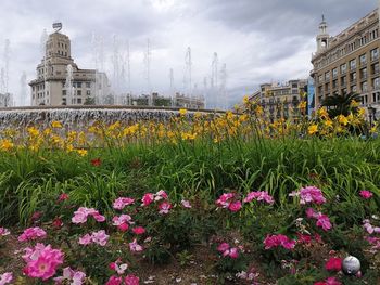 View of flowering plants in city against cloudy sky