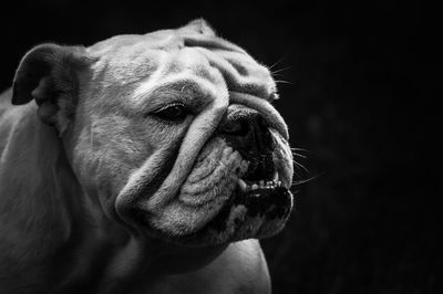 Close-up of dog outdoors