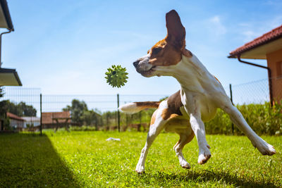 Dog running on field