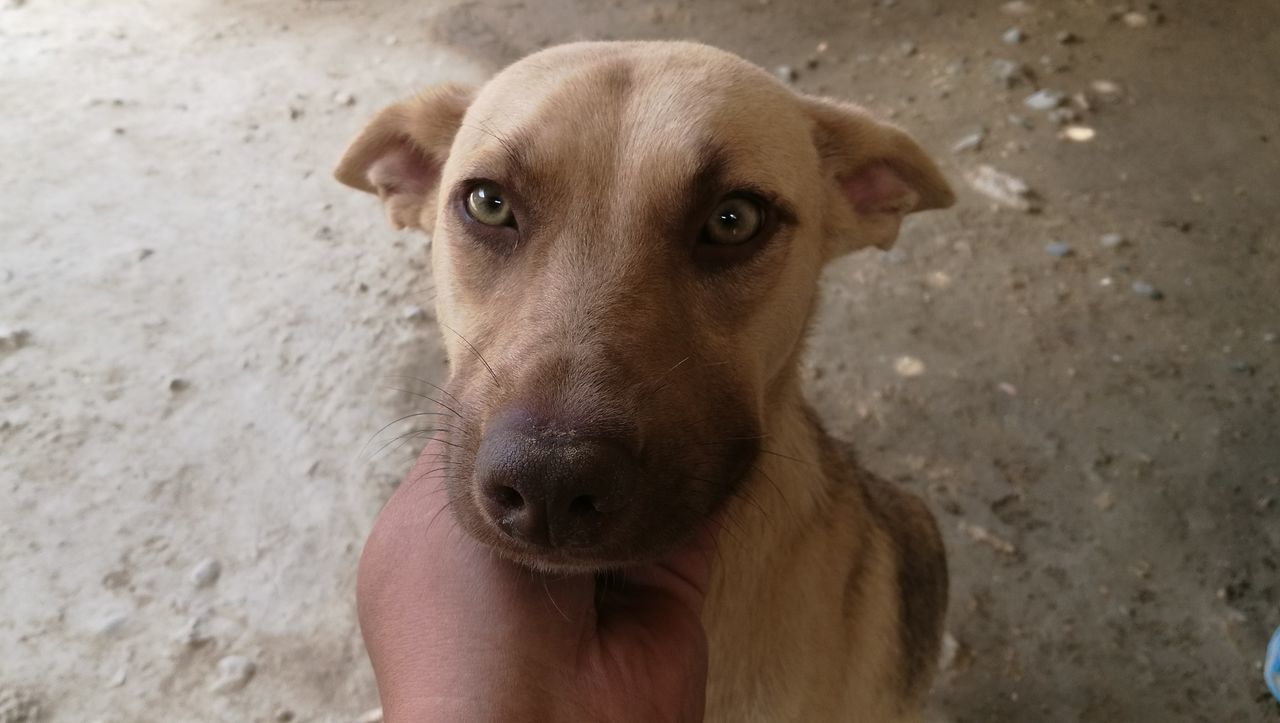 human hand, holding, dog, human body part, one animal, pets, real people, one person, human finger, personal perspective, mammal, domestic animals, close-up, day, outdoors, looking at camera, men, portrait, people