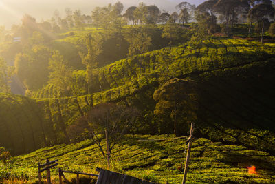 Scenic view of agricultural field