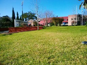 Lawn in lawn against blue sky