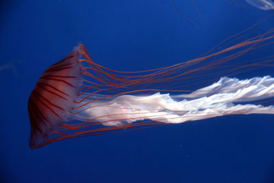 Close-up of jellyfish against blue background