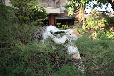 View of cats on field