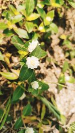 Close-up of white flowering plant