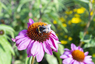 Bee pollinating on pink flower