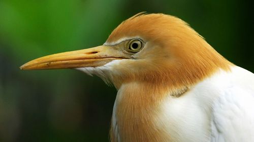 Close-up of a bird looking away